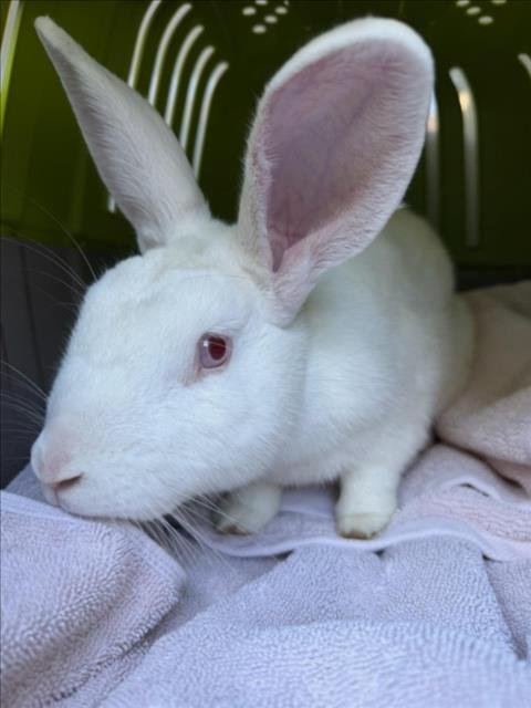 *RADAR - Shorthaired Rabbit available for adoption