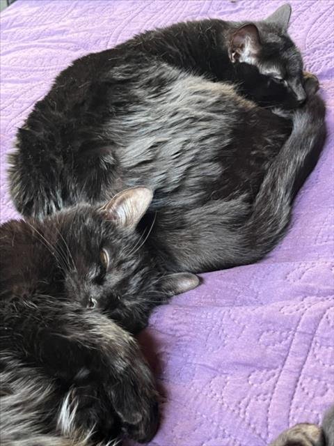 SNUGGLE - Domestic Short Hair available for adoption