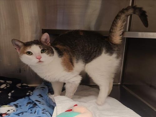 *STRATUS - Domestic Short Hair available for adoption