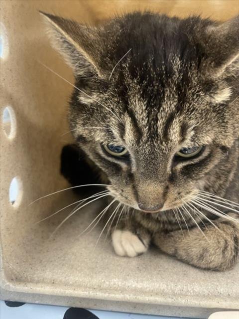 WISHY - Domestic Short Hair available for adoption