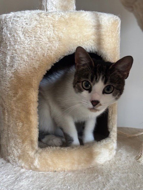 *BEACON - Domestic Short Hair for adoption in Rockville
