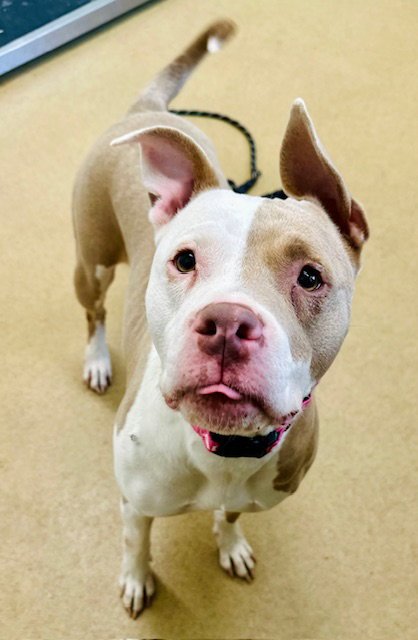*TASHA - American Pit Bull Terrier available for adoption