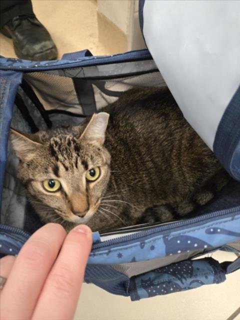 ARLO - Domestic Short Hair available for adoption