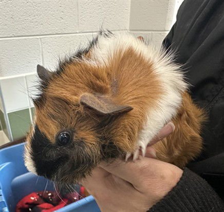 PENELOPE - Guinea Pig available for adoption