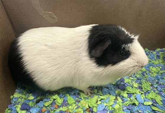 FRED - Guinea Pig available for adoption