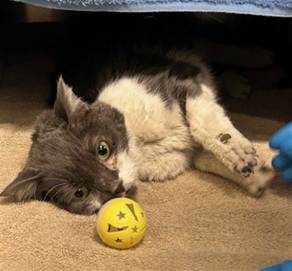 *PHYLLIS FROM HR - Domestic Short Hair available for adoption