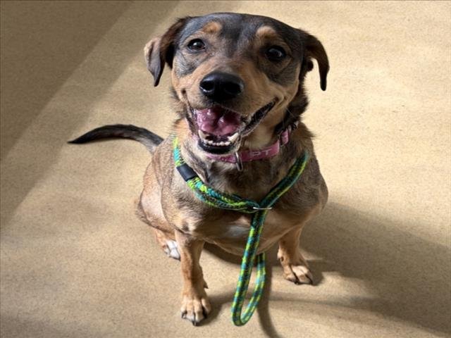 ZARA - German Shepherd Dog / Labrador Retriever available for adoption