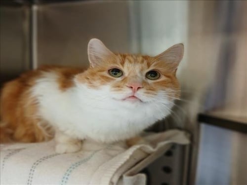 ANNIE - Domestic Medium Hair available for adoption
