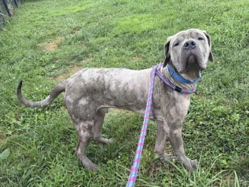*FURNANDO - Great Dane / Cane Corso Mastiff available for adoption