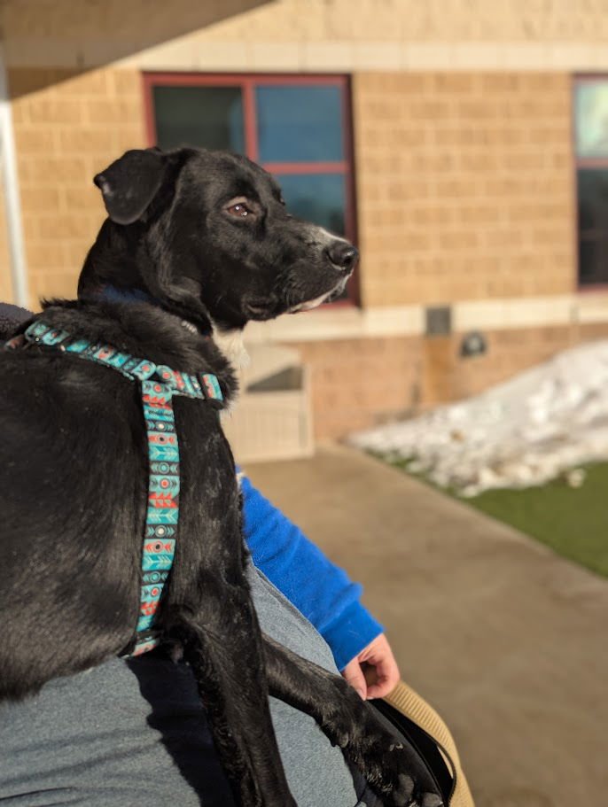 *REZA - Labrador Retriever available for adoption