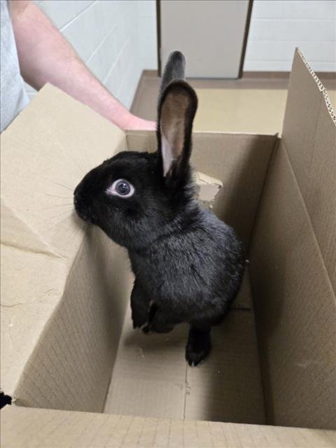 *ROGER - Shorthaired Rabbit available for adoption