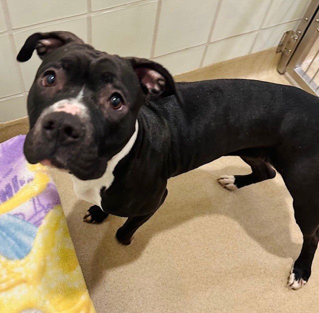 *FAIR LADY - American Pit Bull Terrier available for adoption