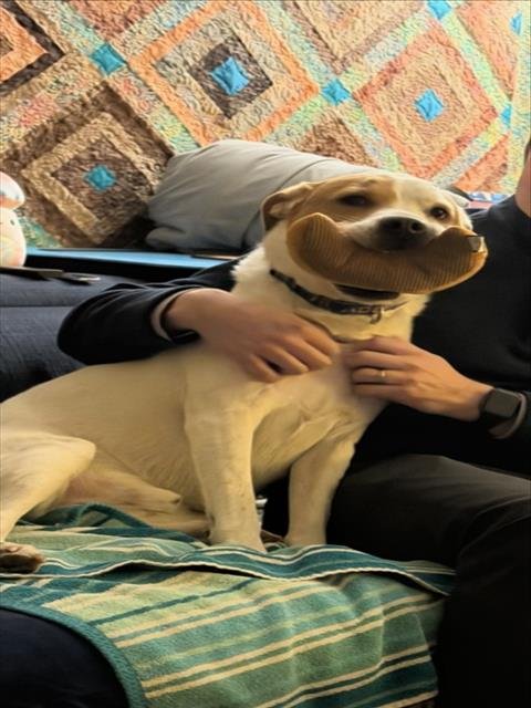 *PUZZLE - Beagle available for adoption
