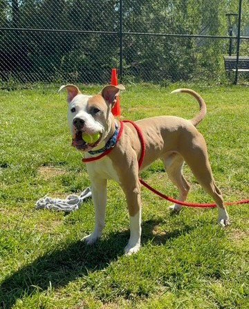 *BRUCE - American Pit Bull Terrier available for adoption