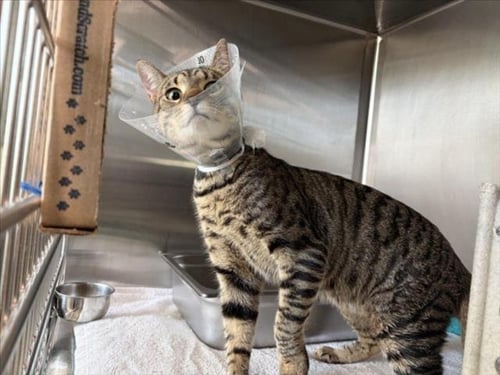 *SAVORY BACON - Domestic Short Hair available for adoption