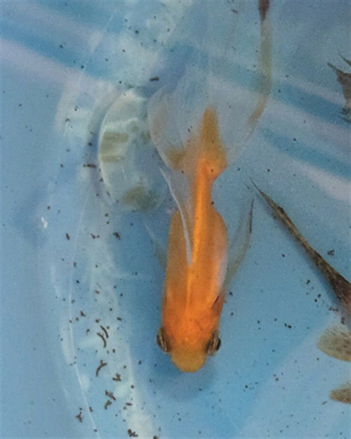 *BELL PEPPER STICK - Fish available for adoption