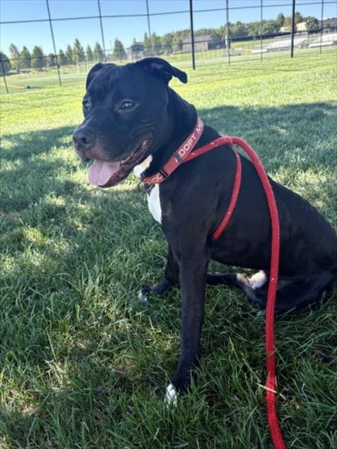 MOGH - American Pit Bull Terrier available for adoption