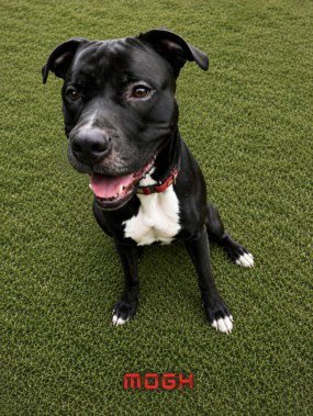 MOGH - American Pit Bull Terrier available for adoption