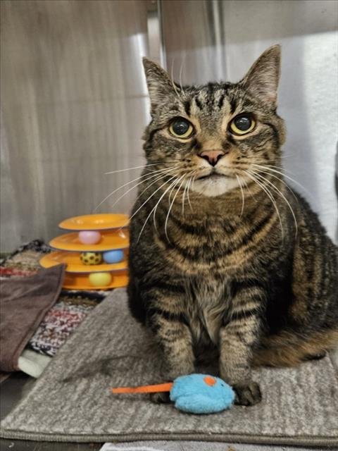 TIRAMISU - Domestic Short Hair available for adoption