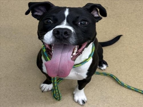 STORMI - American Pit Bull Terrier available for adoption