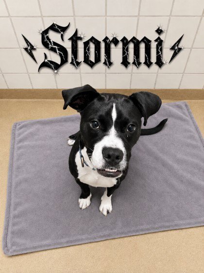 STORMI - American Pit Bull Terrier available for adoption