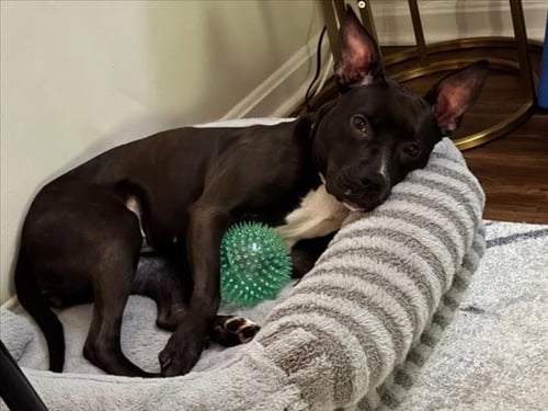 MYLA - American Pit Bull Terrier available for adoption