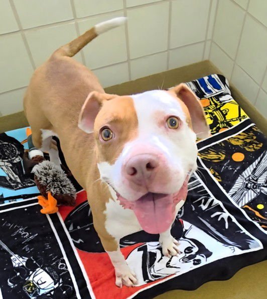 COCOA - American Pit Bull Terrier available for adoption