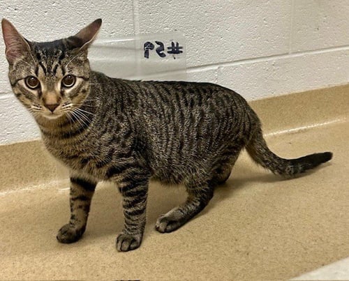 *ALASKA - Domestic Short Hair available for adoption