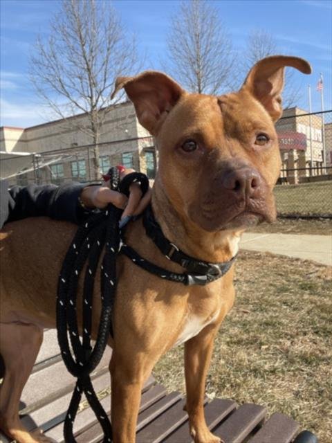 *OLIVIA - American Pit Bull Terrier available for adoption