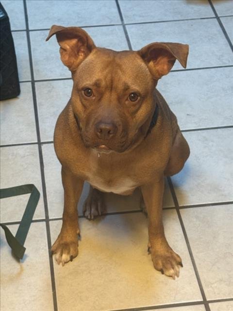 *OLIVIA - American Pit Bull Terrier available for adoption