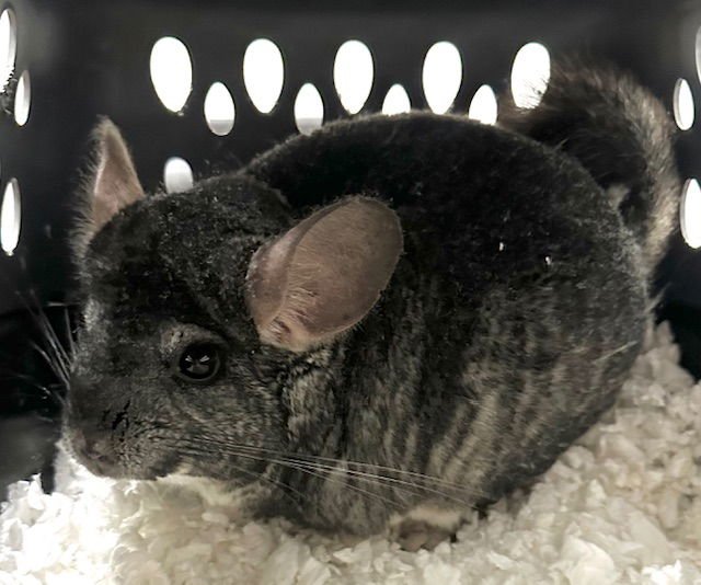 AYO - Chinchilla available for adoption