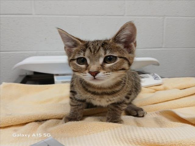 *FRANCESCA - Domestic Short Hair available for adoption