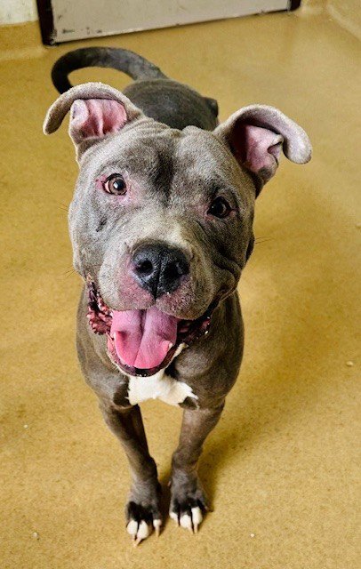 ROXY - American Pit Bull Terrier available for adoption