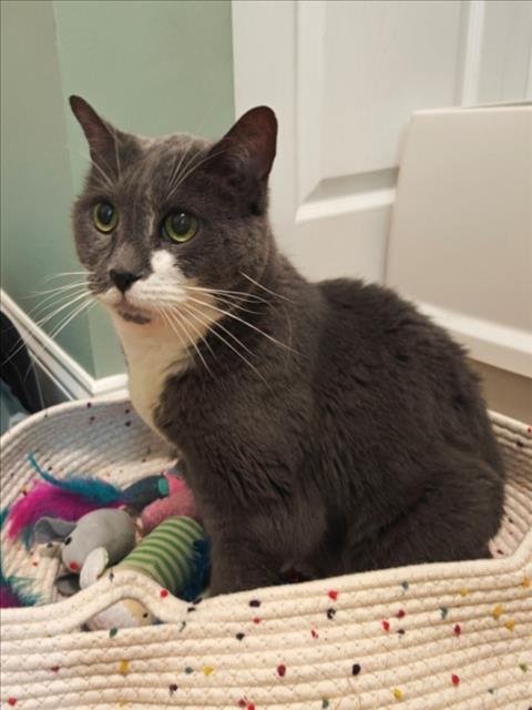 BOOTS - Domestic Short Hair available for adoption