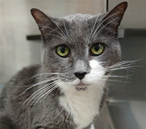 BOOTS - Domestic Short Hair available for adoption