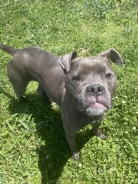 RYDER - Photo 1