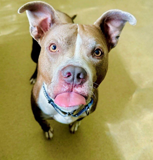 *TYLER - American Pit Bull Terrier available for adoption