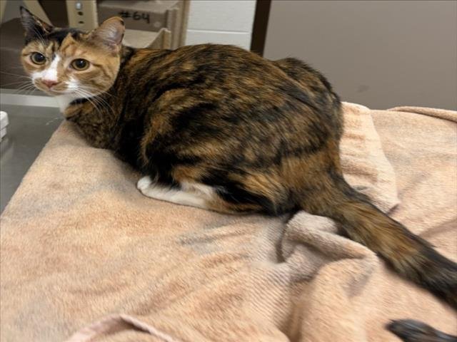 EMBER - Domestic Short Hair available for adoption