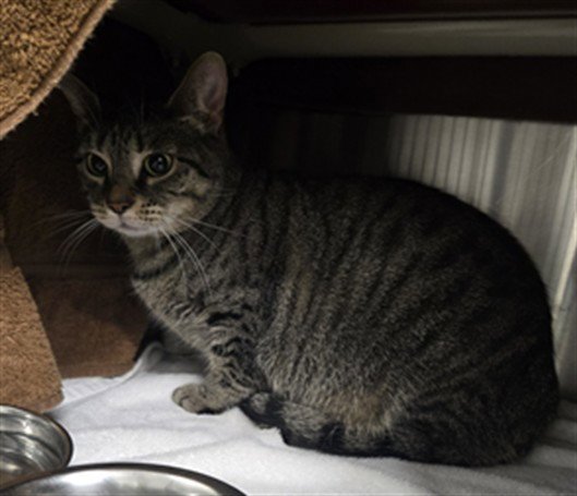 *BITTY KITTY Image