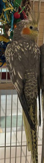 *ROCK - Cockatiel available for adoption