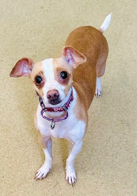 KIARA - Chihuahua available for adoption