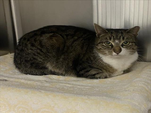 *CLEOCATRA - Domestic Short Hair available for adoption