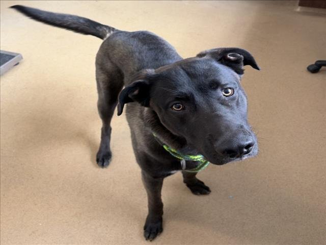 *EDDY - German Shepherd Dog available for adoption