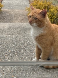 *JULIUS - Photo 1