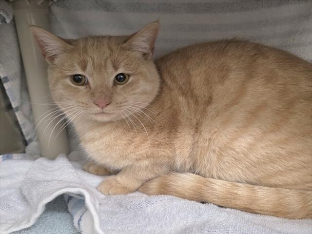 *SQUALLY - Domestic Short Hair available for adoption