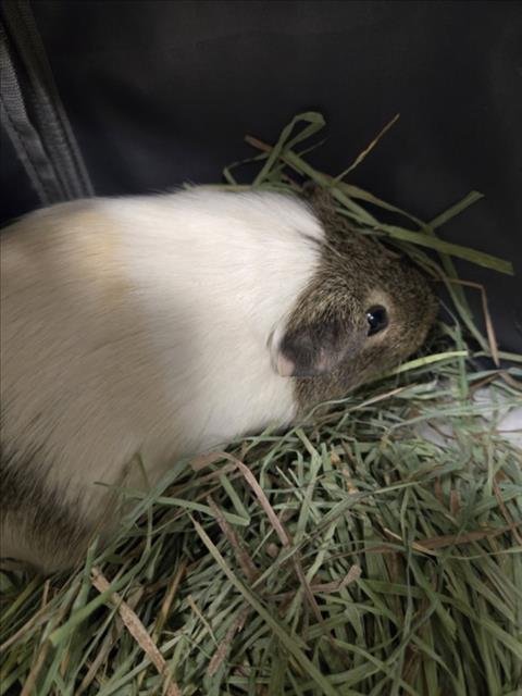 DAISY - Guinea Pig available for adoption