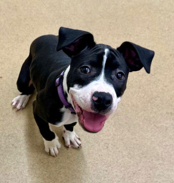 COSMO - American Pit Bull Terrier available for adoption