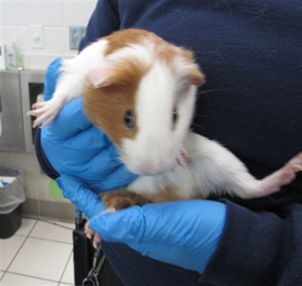NUGGET Image
