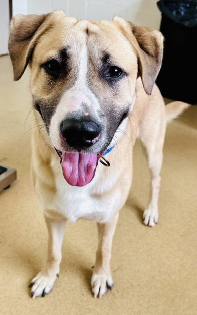 *DIGIORNO - Labrador Retriever available for adoption