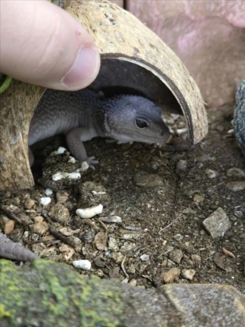 ZILA - Lizard available for adoption